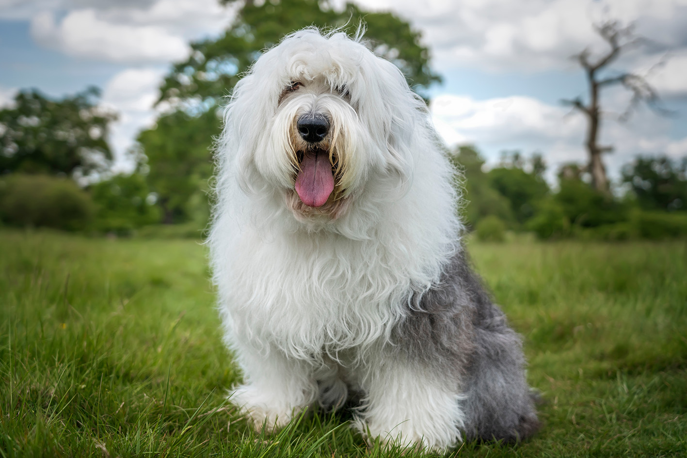 Bobtail, il compagno perfetto per la vita all’aria aperta